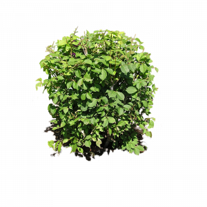300x300 Bushes Icon Web Icons Png