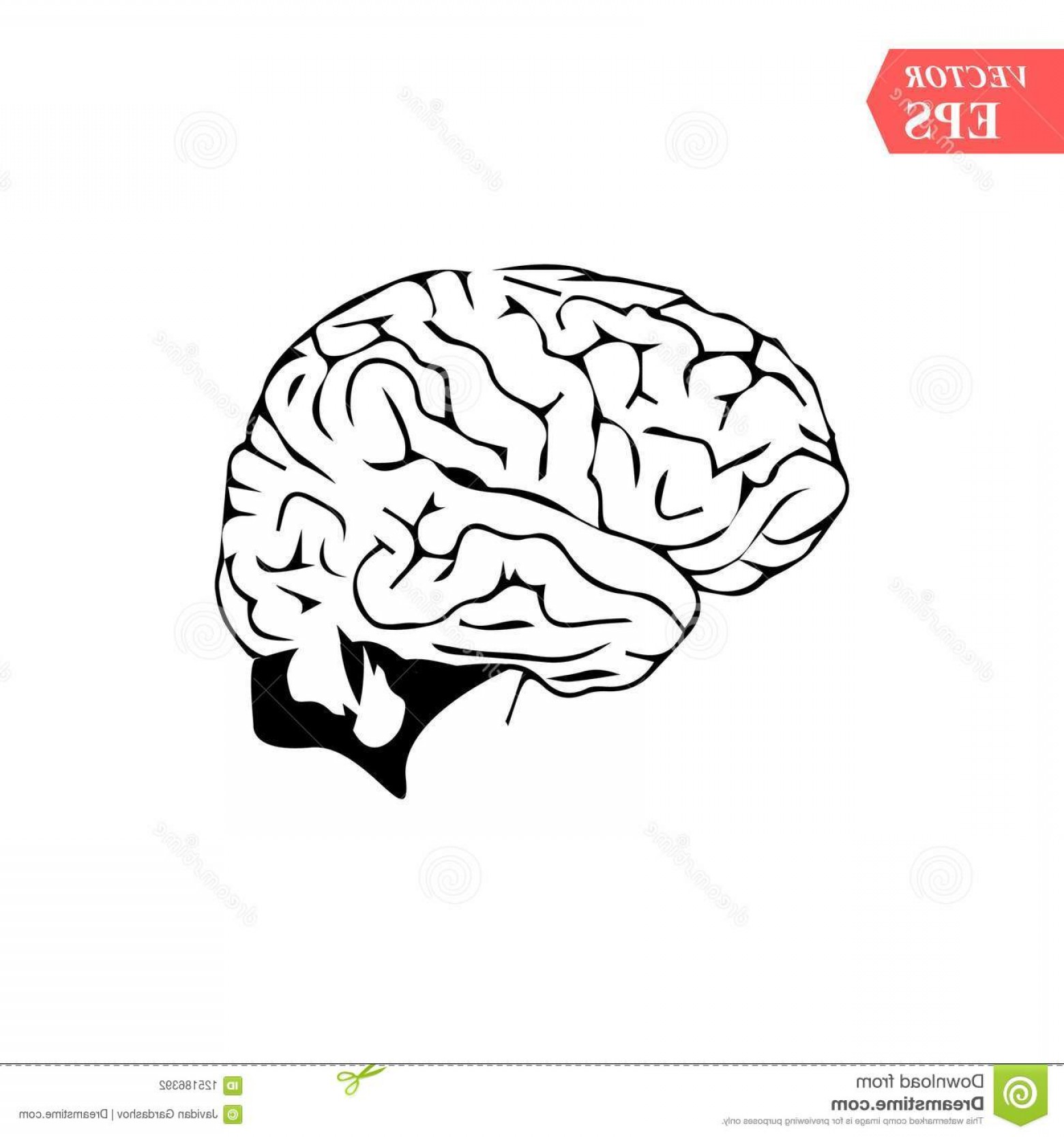 1560x1668 Simple Brain Vector Hoodamathrun