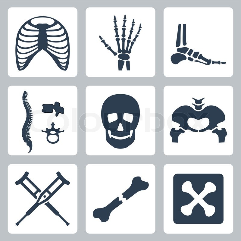 800x800 Vector Isolated Skeleton Icons Set Stock Vector Colourbox