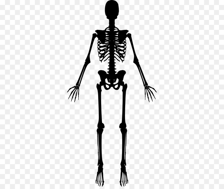 900x760 Download Skeleton Icon Png Clipart Human Skeleton Clip Art