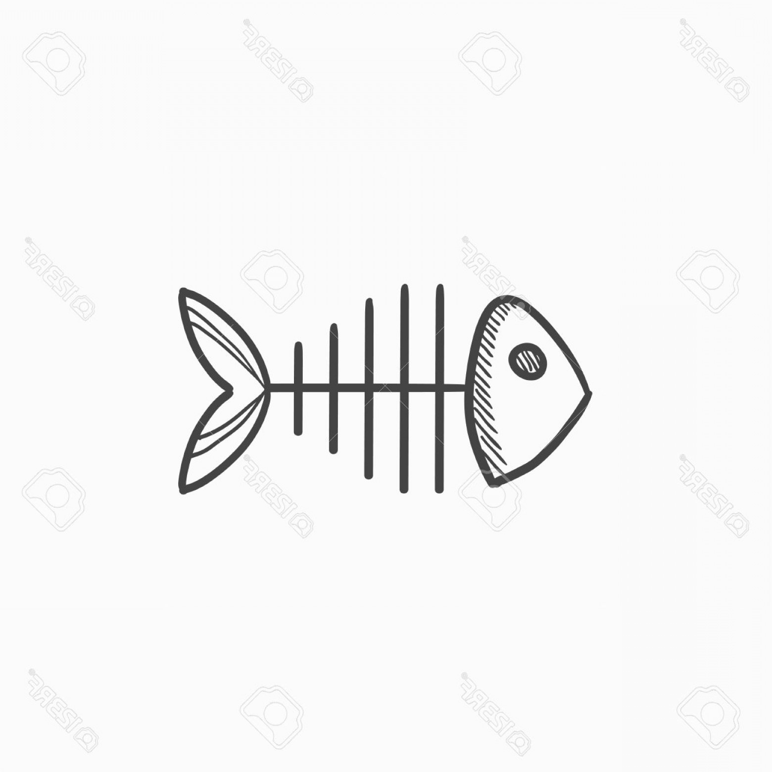 Photostock Vector Fish Skeleton Vector Sketch Icon Isolated 1560x1560 Photostock Vector Fish Skeleton Vector Sketch Icon Isolated