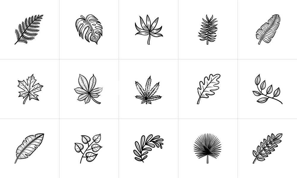 1000x600 Leaves Of Plants And Trees Sketch Icon Set Royalty Free Stock