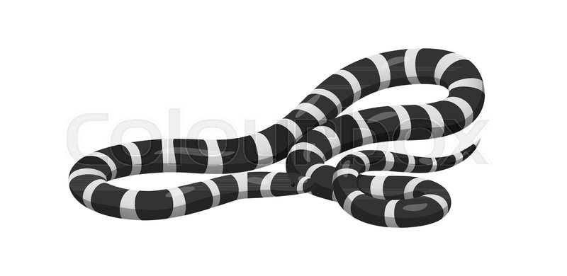 800x390 Curved Slither Banded Sea Krait Or Stock Vector Colourbox
