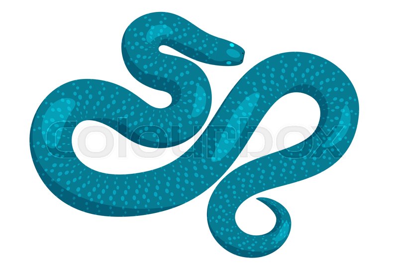 800x560 Curved Slither Blue Python Top View Stock Vector Colourbox