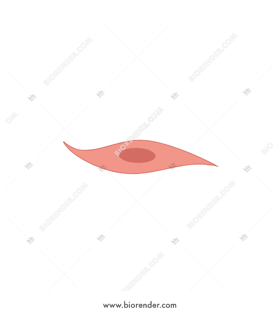 550x620 Biorender Smooth Muscle Cell
