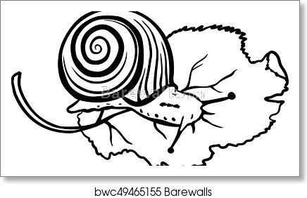 436x282 Hand Drawn Snail On White Background Snail Sketch Cute Snail
