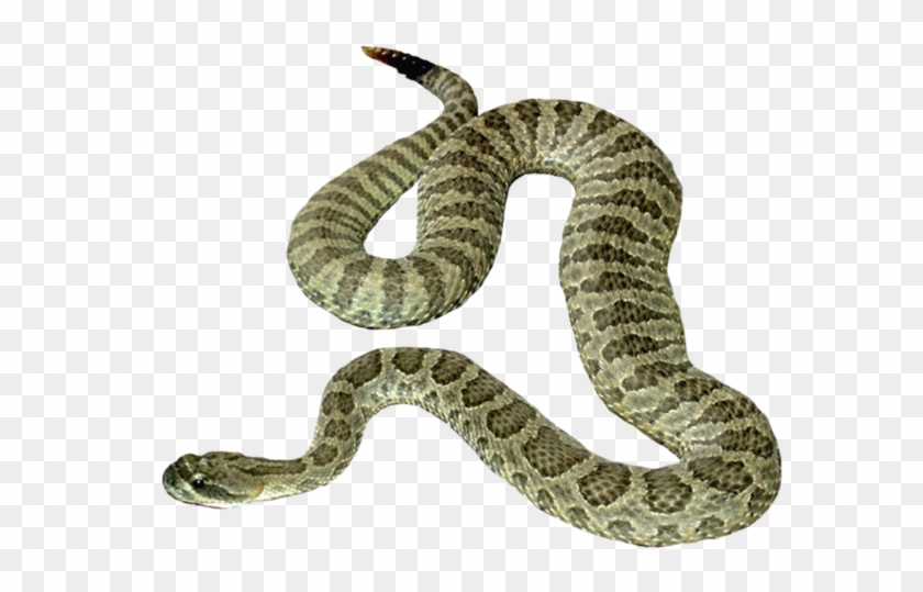 840x539 Snake Icon Transparent Image
