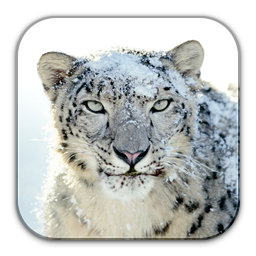 256x256 Snow, Leopard Icon