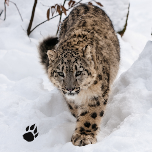 Snow Leopard Icon at Vectorified.com | Collection of Snow Leopard Icon ...