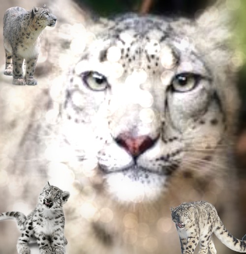 500x517 Users Icons Images Snow Leopard Icon Wallpaper And Background