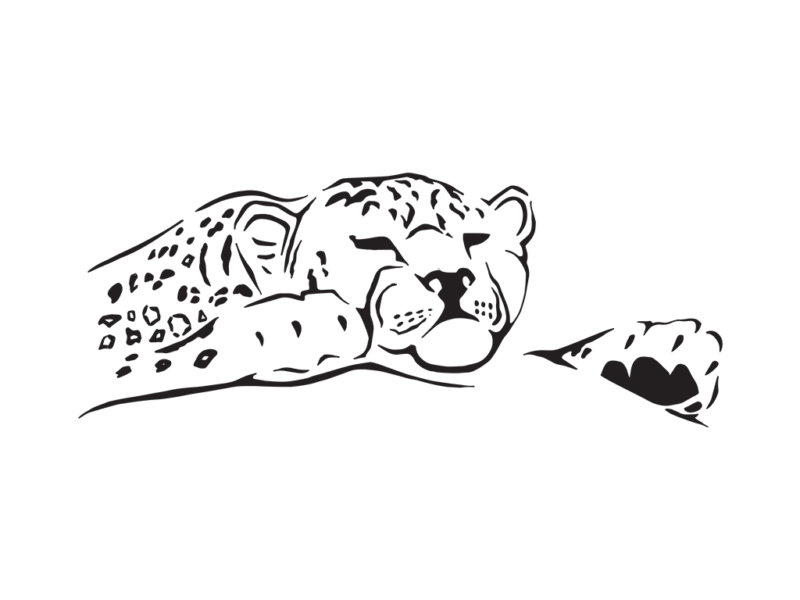 800x600 Europe's Big Snow Leopard In Winter