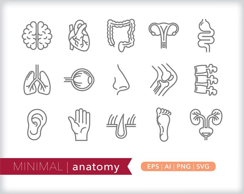 794x632 Anatomy Line Icons Science Icon Illustrations Png Etsy
