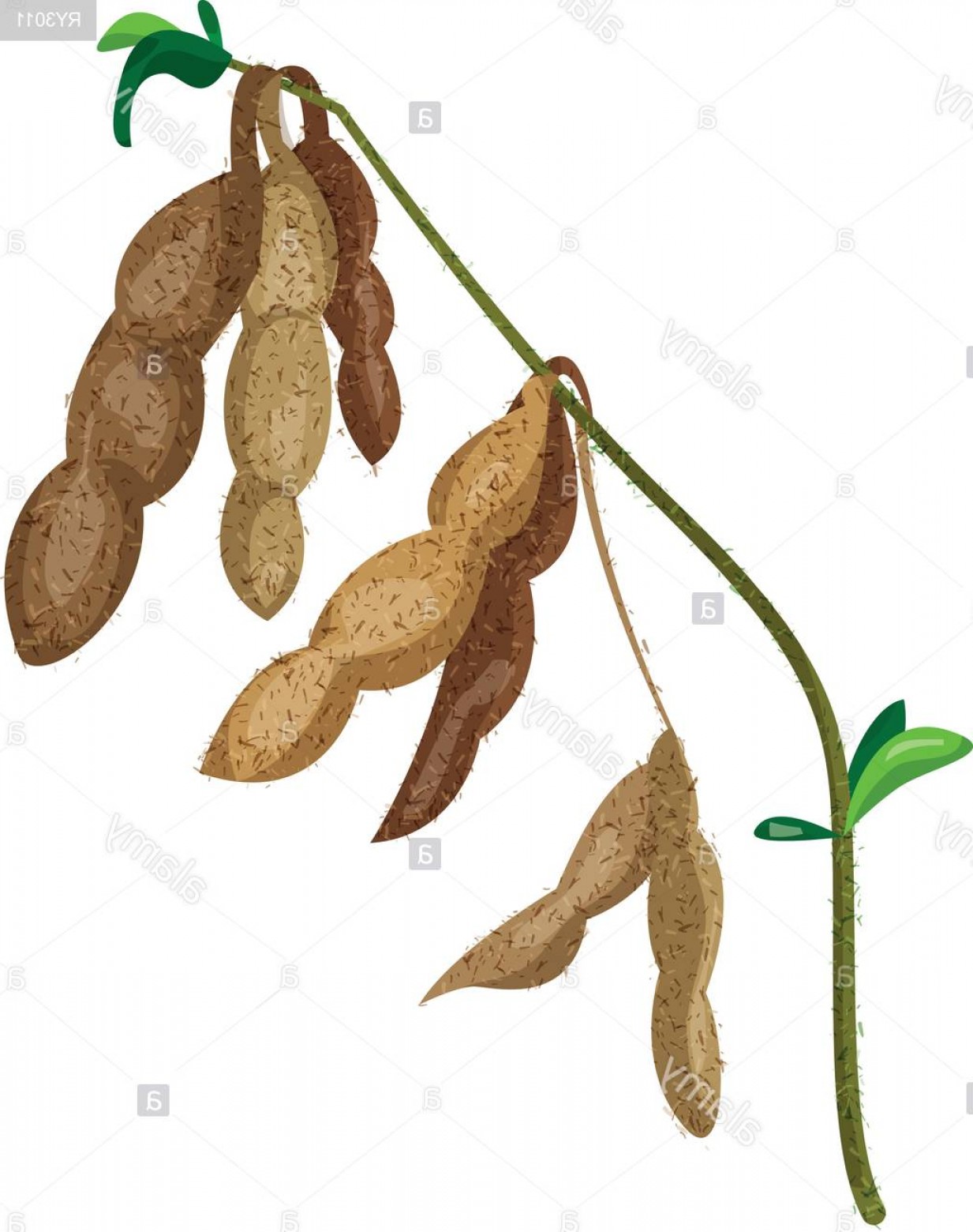 1233x1560 Soybean Silhouette Vector Catchsplace