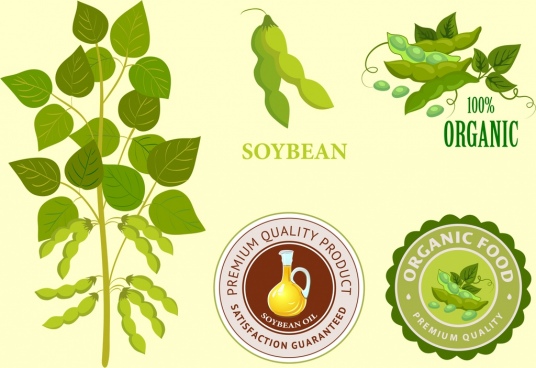 536x368 Soybean Free Vector Download