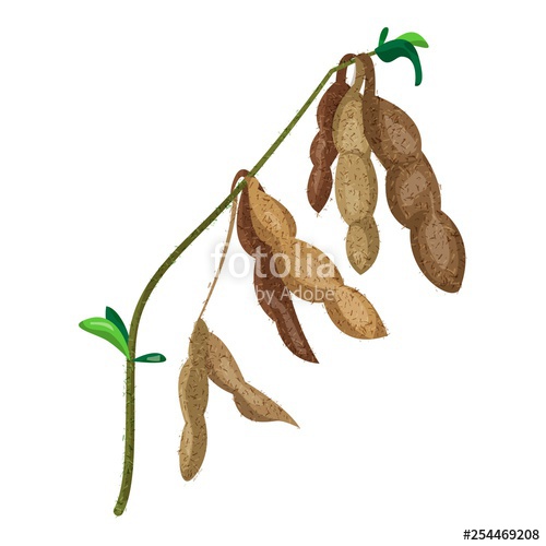 500x500 Dry Soybean Icon Cartoon Of Dry Soybean Vector Icon For Web