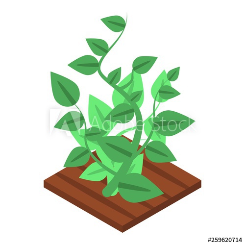 500x500 Garden Soybean Icon Isometric Of Garden Soybean Vector Icon