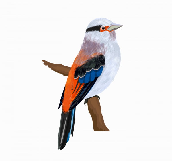 600x560 Sparrow Bird Icon Colorful Cute Design Perching Sketch