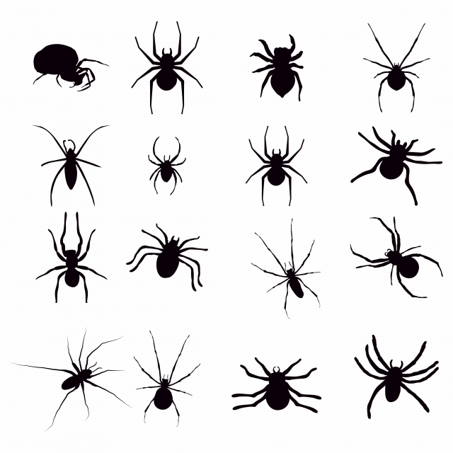640x640 Set Of Black Silhouette Spider Icon Isolated On White Background
