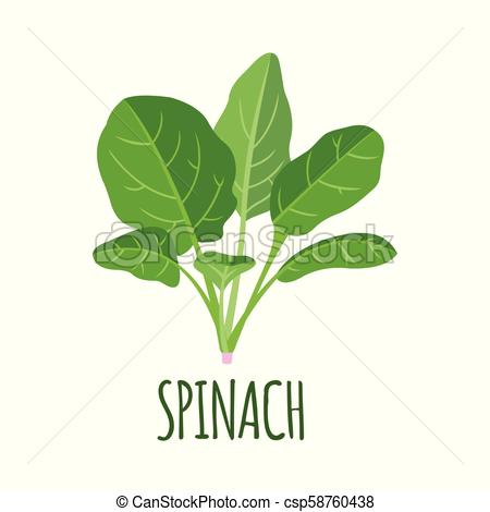 Spinach Icon In Flat Style Isolated On White Vector 450x470 Spinach Icon In Flat Style Isolated On White Vector