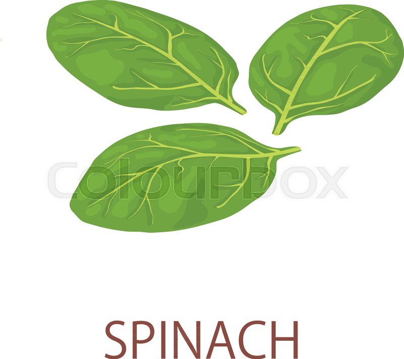 Spinach Icon Isometric Illustration Stock Vector Colourbox 800x711 Spinach Icon Isometric Illustration Stock Vector Colourbox