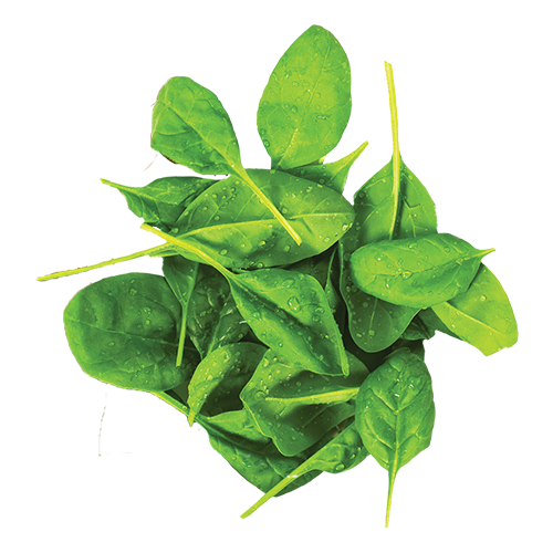 Organix Spinach Icon Castor Pollux Natural Petworks 500x500 Organix Spinach Icon Castor Pollux Natural Petworks