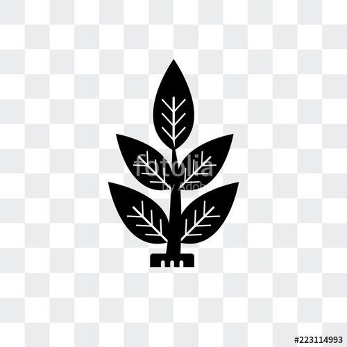 Spinach Icon Isolated On Transparent Background Modern 500x500 Spinach Icon Isolated On Transparent Background Modern