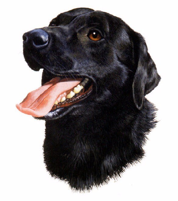 585x660 Diamond Icon Spit Tongue Dog Embroidery Inlaid Crystal Stitch