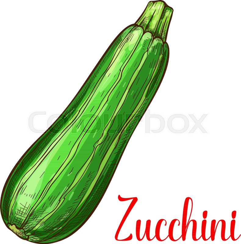 790x800 Zucchini Squash Sketch Icon Vector Stock Vector Colourbox