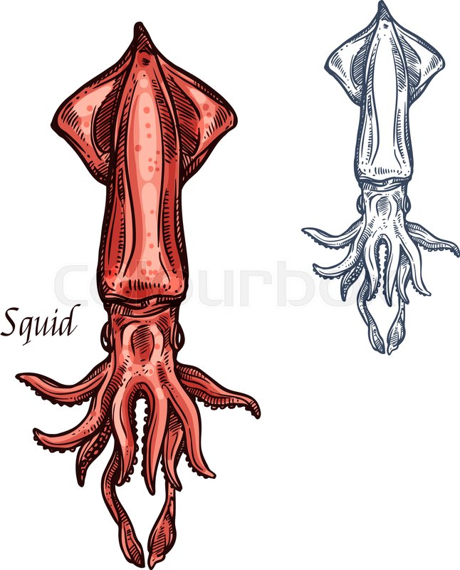 646x800 Squid Icon