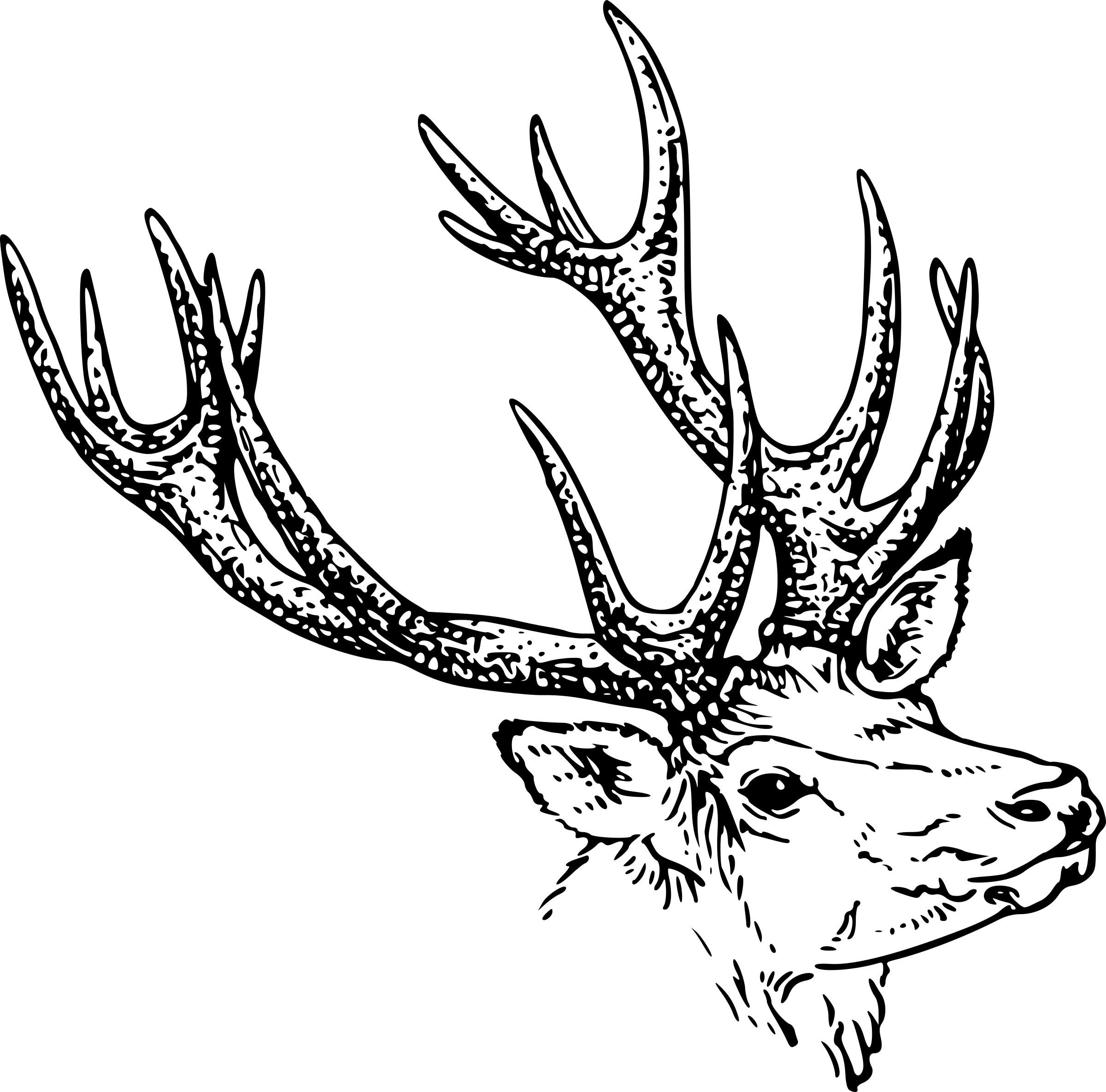 2400x2370 Stag Head Icons Png