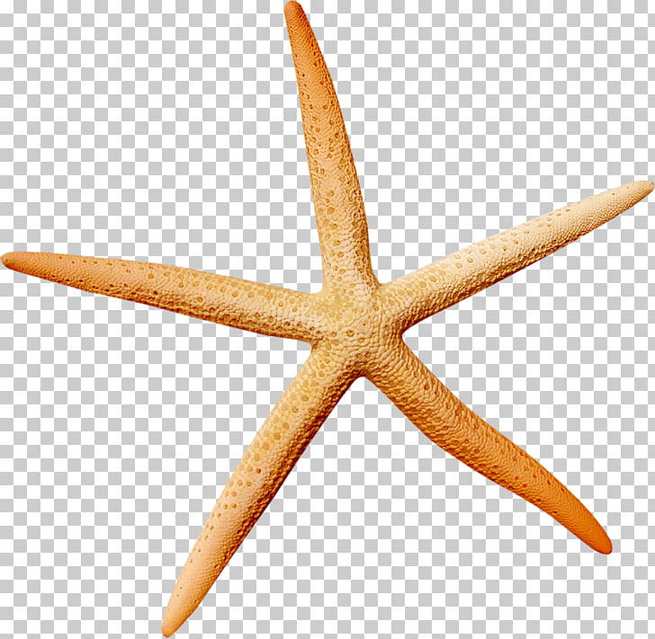 728x711 Starfish Icon, Starfish Material Png Clipart Free Cliparts Uihere