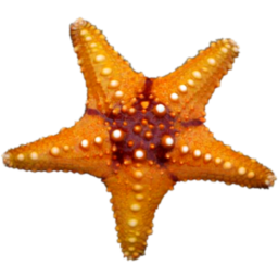 256x256 Starfish Icon