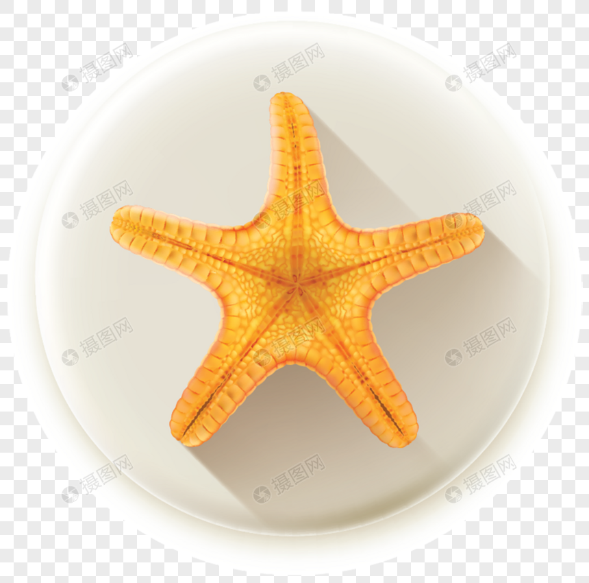 860x850 Starfish Icon Png Image Picture Free Download