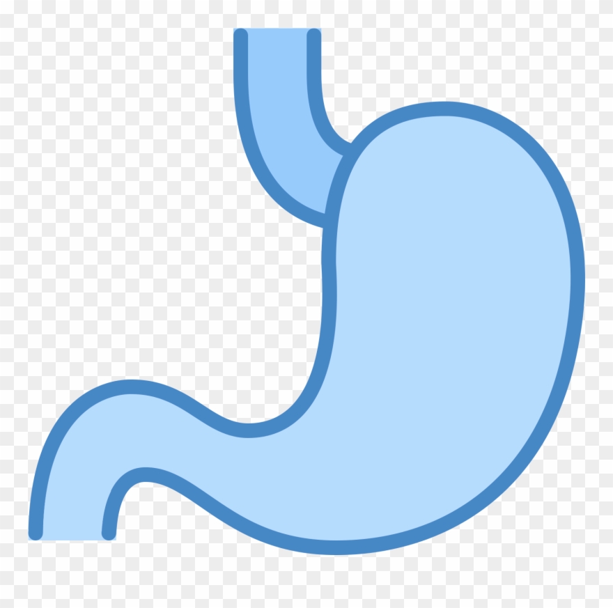880x873 Stomach Icon Free Download At Insert Vector Clipart