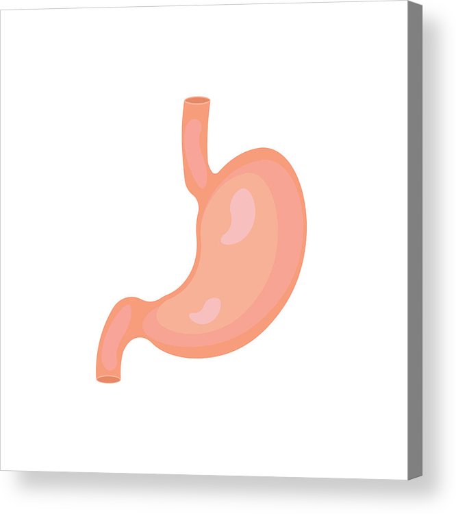 666x750 Stomach Icon Human Internal Organs Symbol Isolated On White