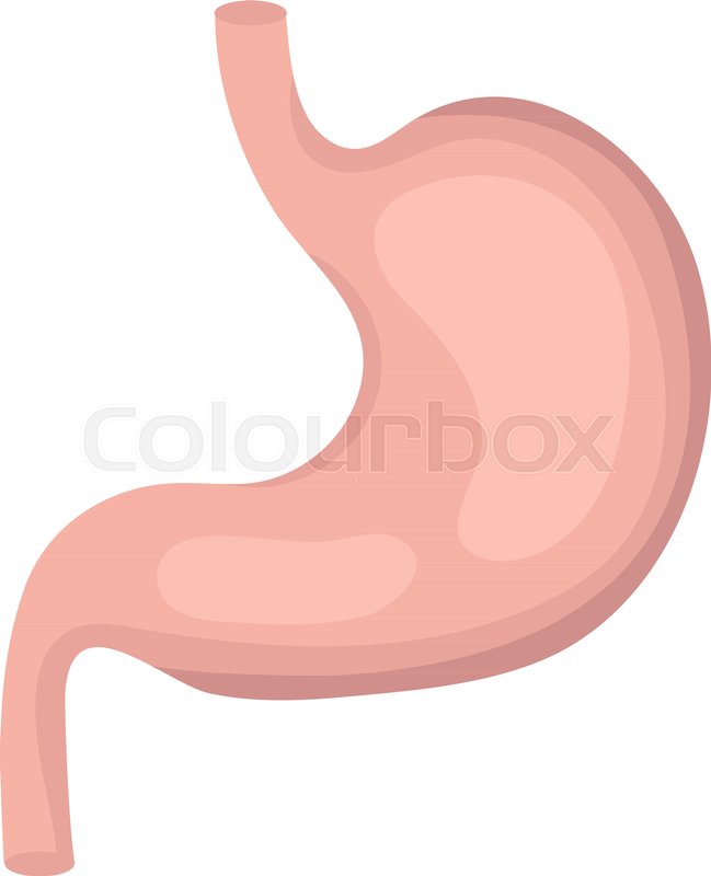649x800 Stomach Icon, Flat Style Internal Stock Vector Colourbox