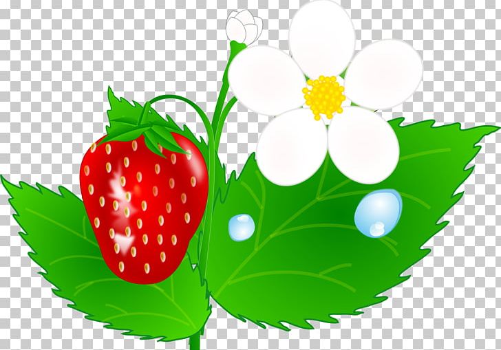 Strawberry Shortcake Fruit Png, Clipart, Berry, Computer Icons 728x509 Strawberry Shortcake Fruit Png, Clipart, Berry, Computer Icons