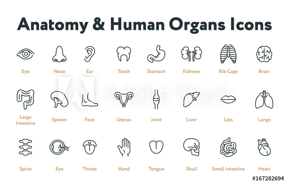 1000x644 Valokuva Anatomy Human Body Internal Organs Biology Minimal Flat