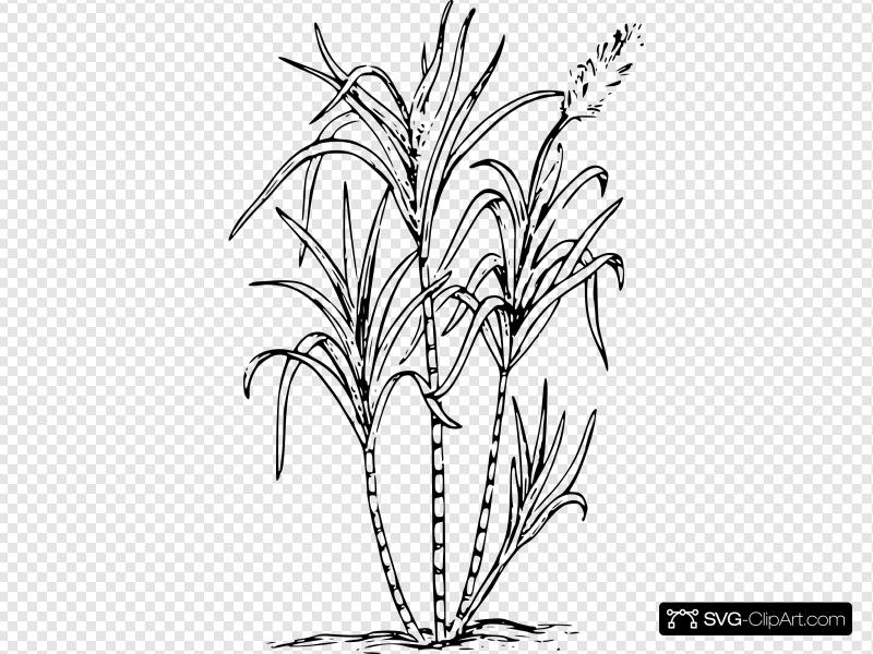 800x600 Sugar Cane Clip Art, Icon