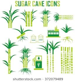 260x280 Sugar Cane Icons Vector Sugar Cane Plant, Sugarcane