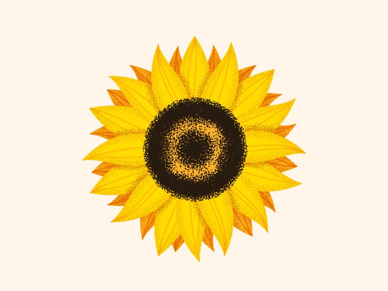 800x600 Sunflower