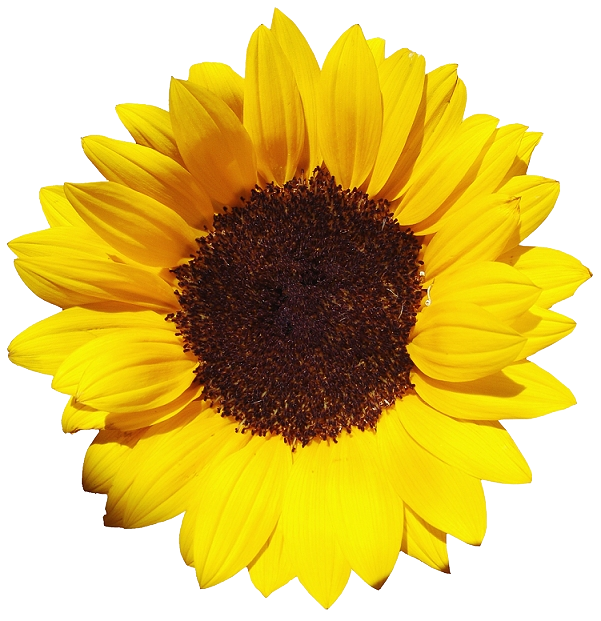 601x621 Free Download Of Sunflower Icon Clipart