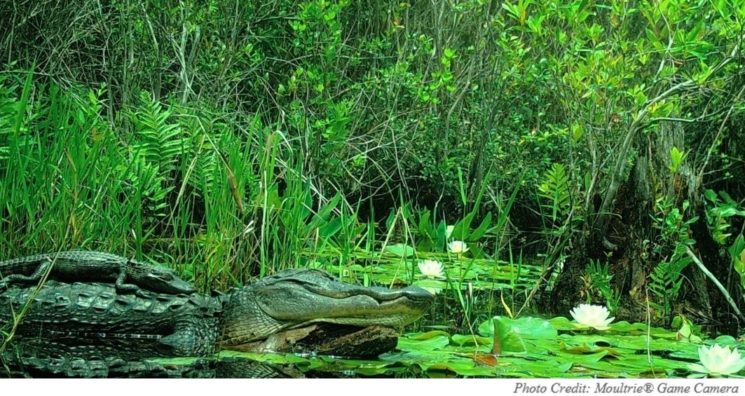 745x396 The American Alligator