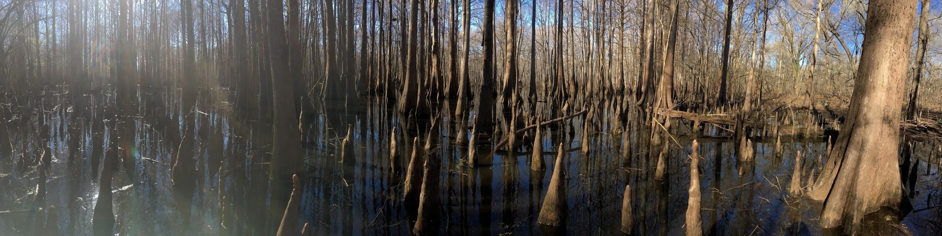 1846x463 Losing A Louisiana Icon Envirobites