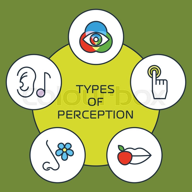 800x800 Five Senses With Human Organs, Five Stock Vector Colourbox