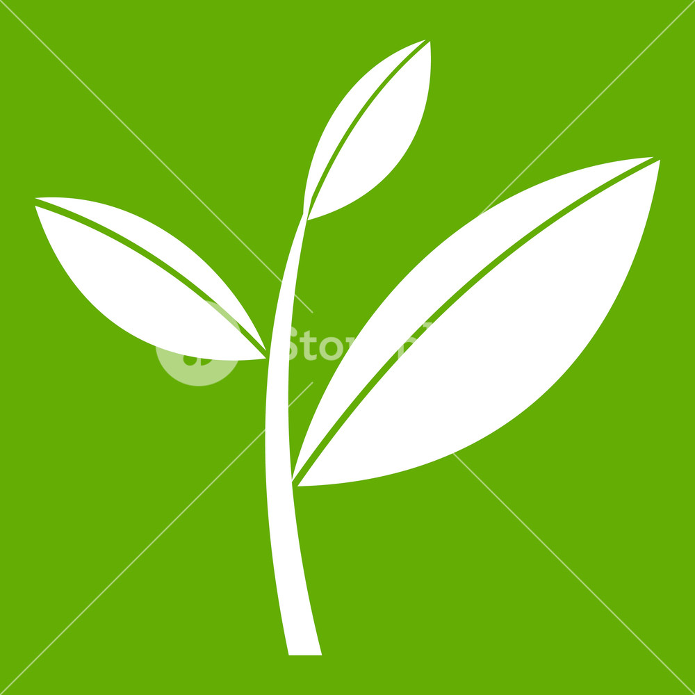 1000x1000 Tea Leaf Sprout Icon White Isolated On Green Background Vector