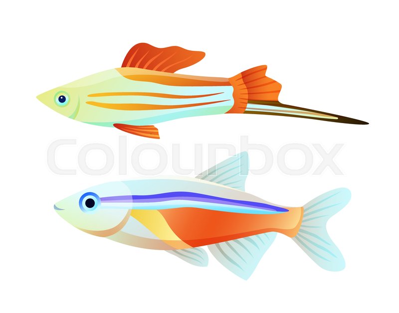 800x628 Neon Tetra And Swordtail Fish Isolated Stock Vector Colourbox