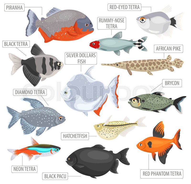 800x770 Freshwater Aquarium Fishes Breeds Icon Stock Vector Colourbox