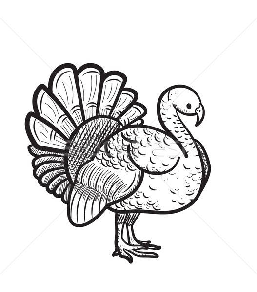 527x600 Thanksgiving Day Turkey Hand Drawn Sketch Icon Vector