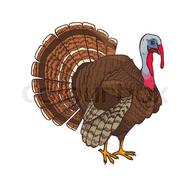 800x765 Bird Turkey Symbol Of Thanksgiving Day Stock Vector Colourbox